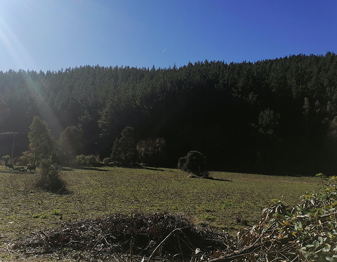 Predios - El Palomo