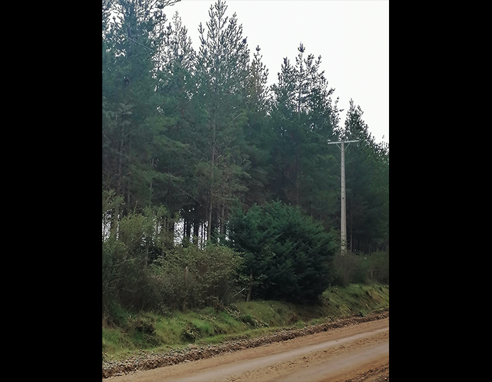Predios - Bosques de Talhuenes