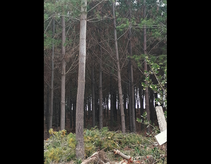 Predios - Bosques de Talhuenes