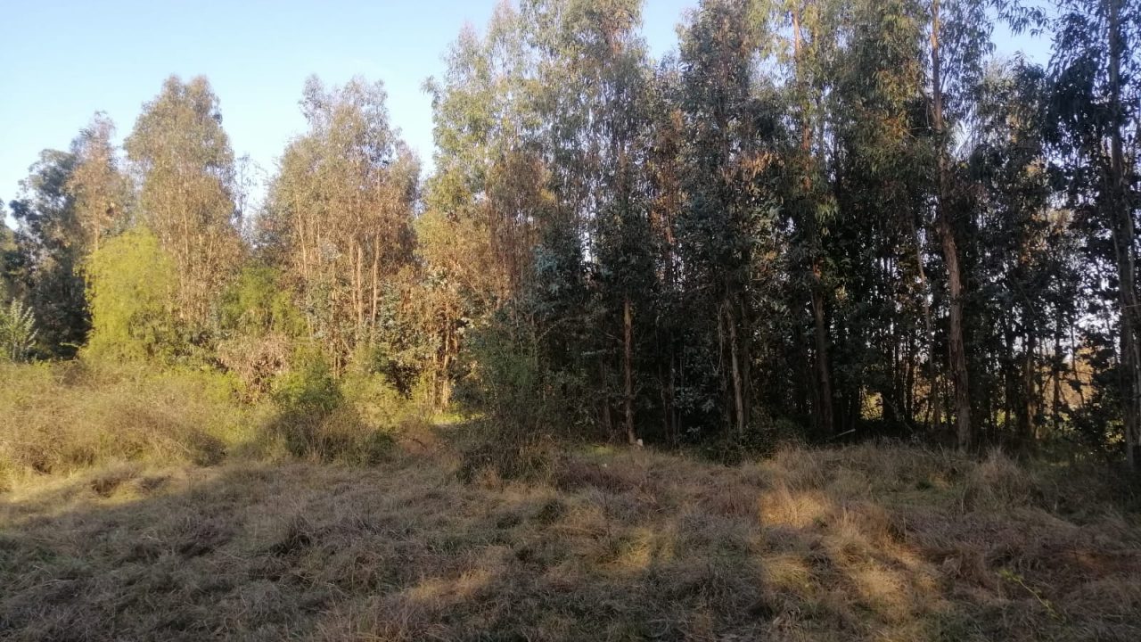 Predios - La Selva 23