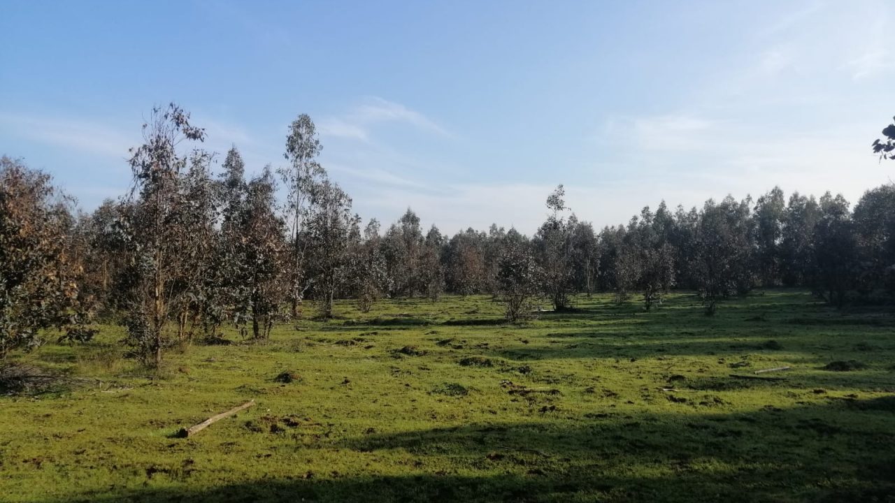 Predios - La Selva 23