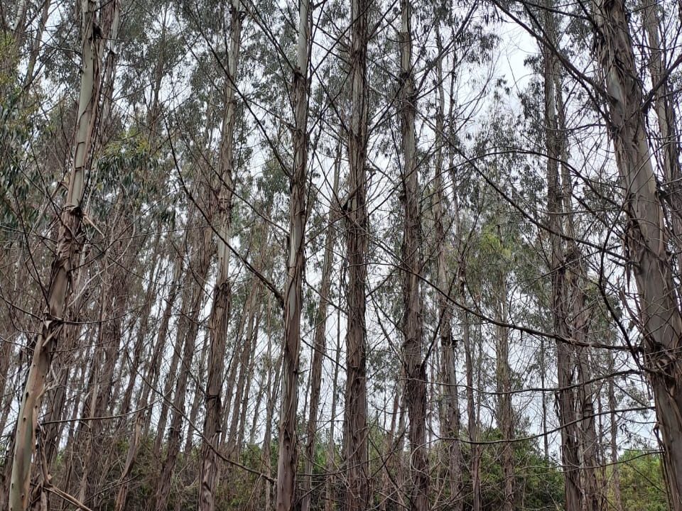 Predios - Agrícola Calbuco