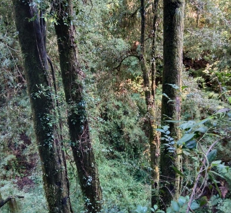 Predios - Valdivia 10