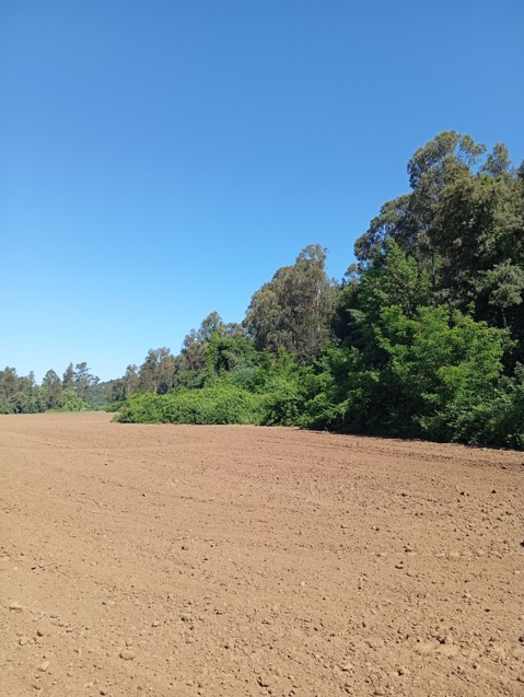 Predios - Fundo San Dario