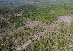 Predios - Colonia 3 Puentes