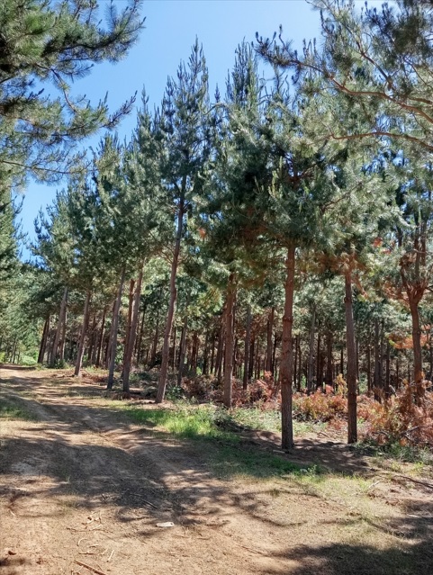 Predios - Forestal  Molina