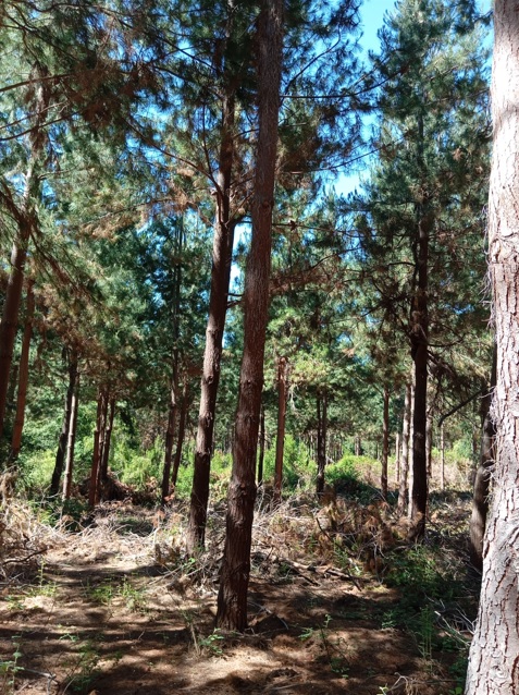 Predios - Forestal  Molina