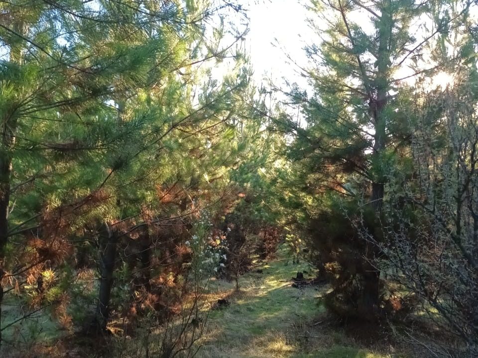 Predios - El Porvenir