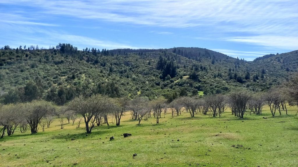Predios - Fundo Cerro Negro