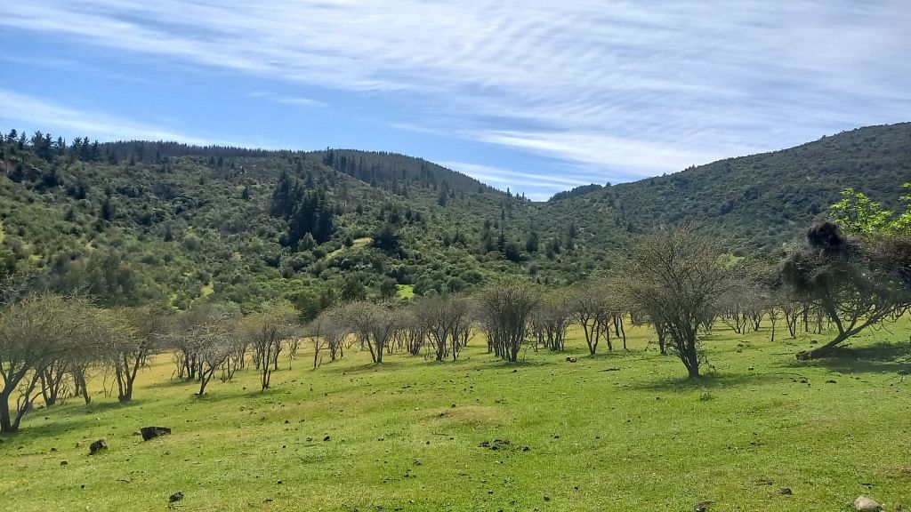 Predios - Fundo Cerro Negro