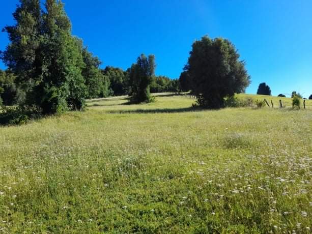 Predios - Predio Manchuria