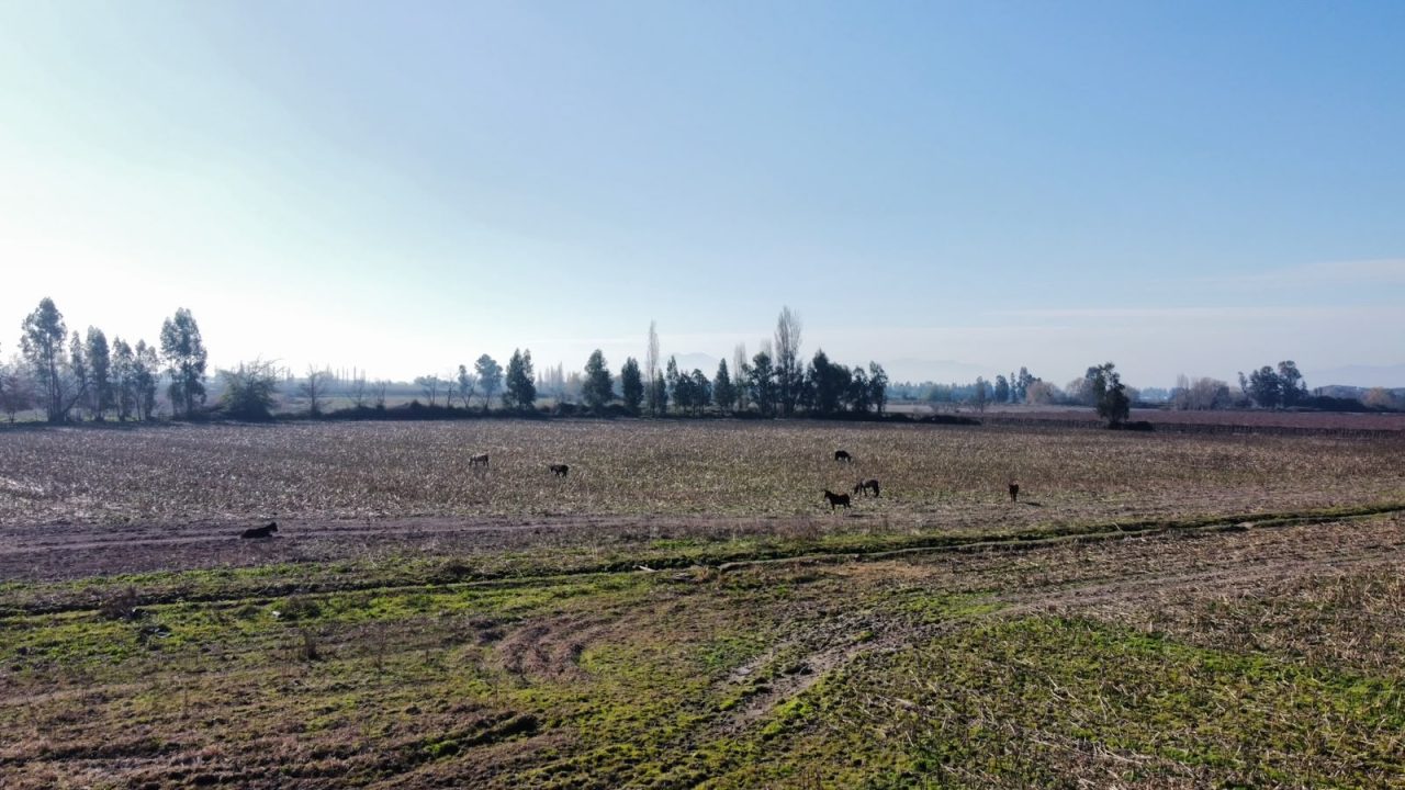 Predios - Campo Peralillo 21