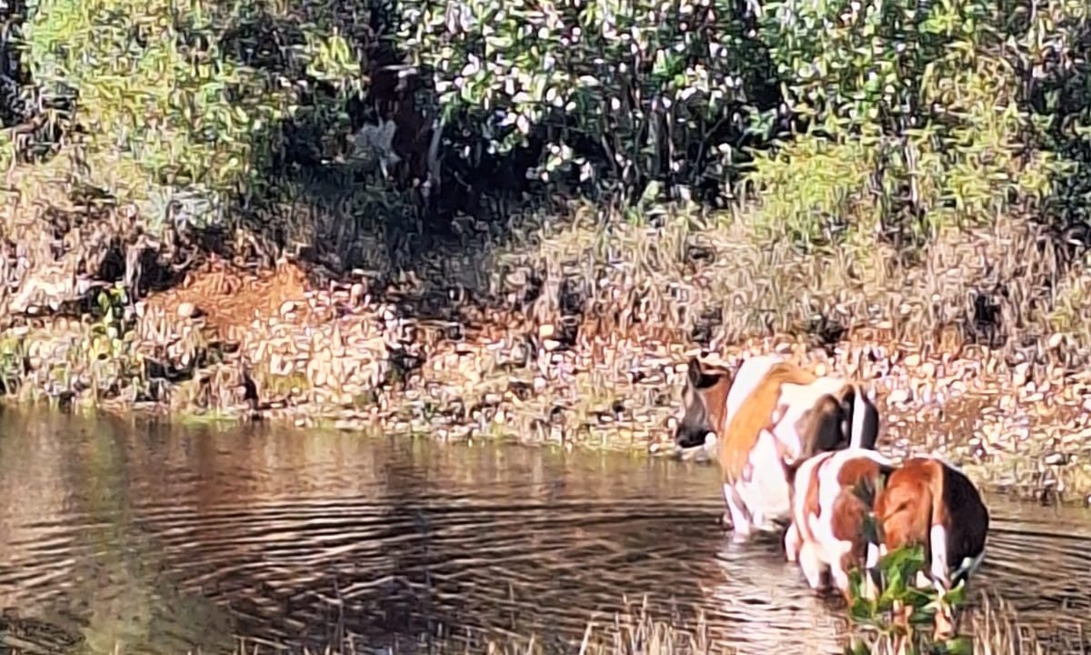 Predios - Campo Ilque