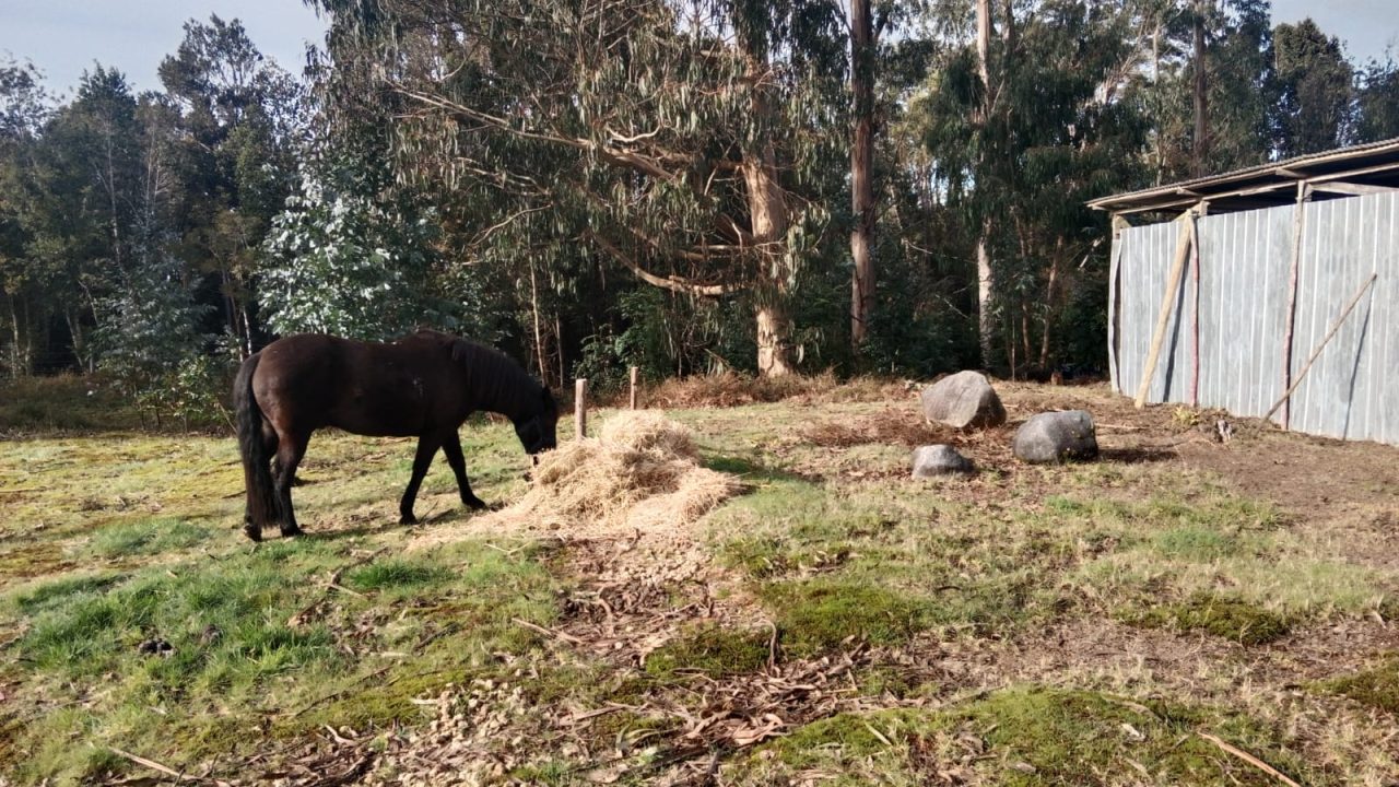 Predios - Campo Ilque